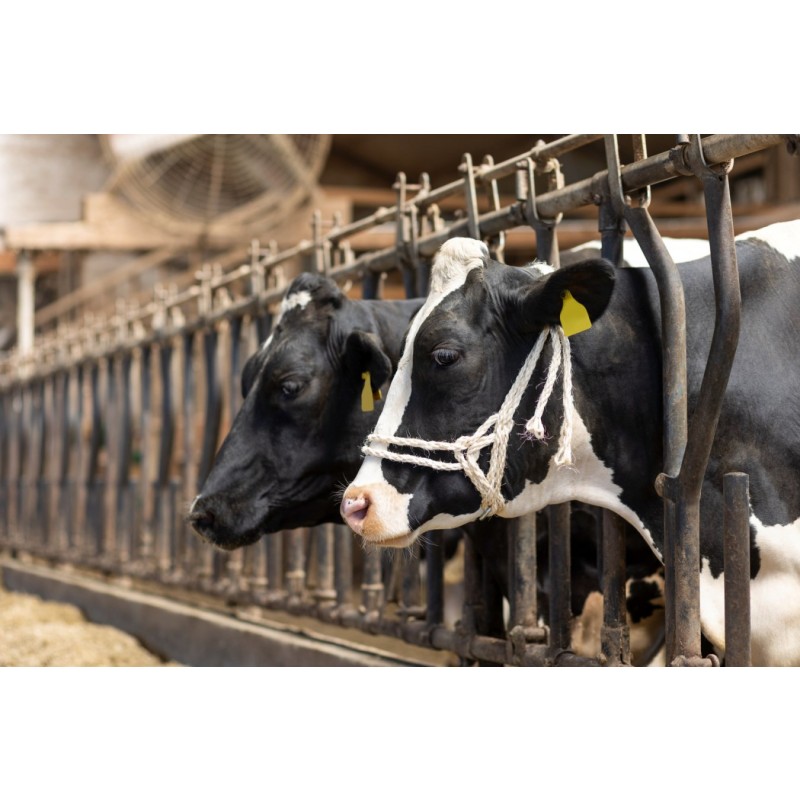 Uzda za govedo - dvojna sisal vrv