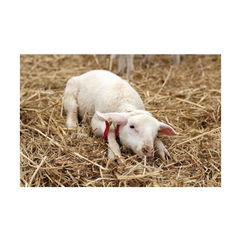 Imobilizacijski lok GAMBREL