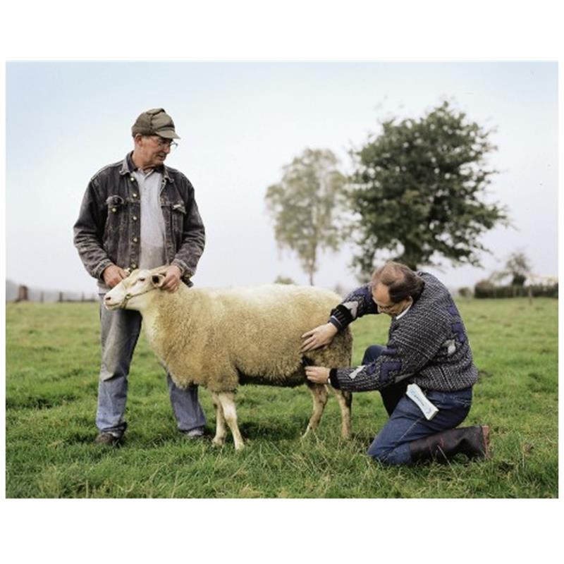 HK diagnostični aparat brejosti za ovce, koze, alpake in šetlandske ponije