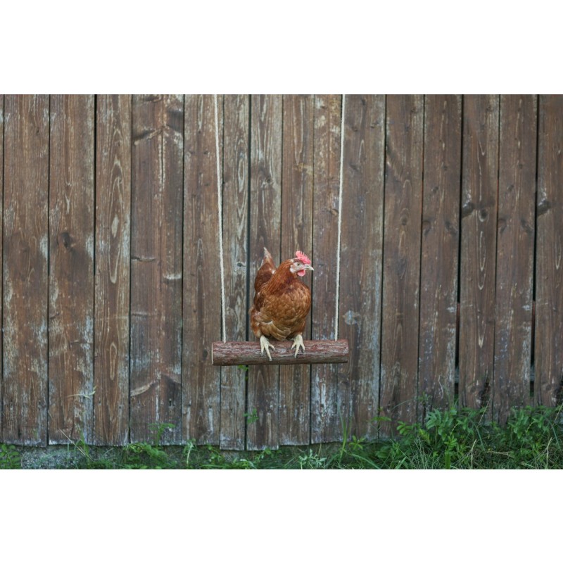 Gugalnica za kokoši