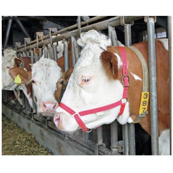 Uzda za vodenje krav - rdeča