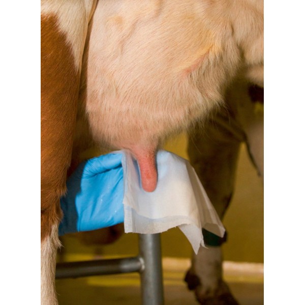 Brisače za vime - vlažne - 800 kom v vedru