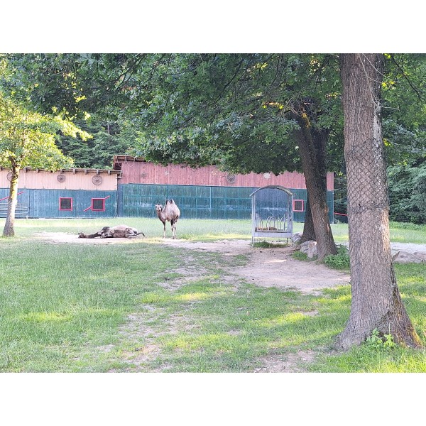 Hobi paše jasli 