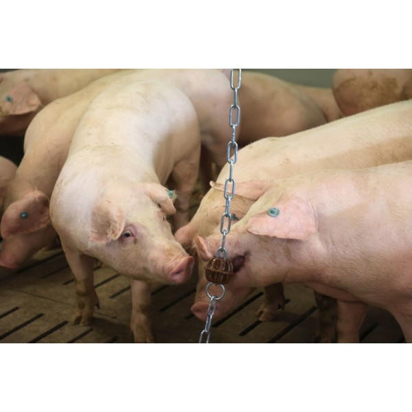 Veriga za obešanje z obročkom