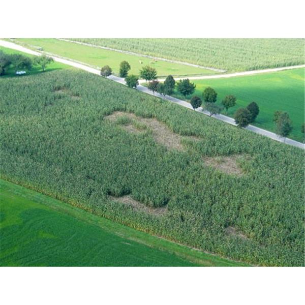 WildNet - za divje svinje