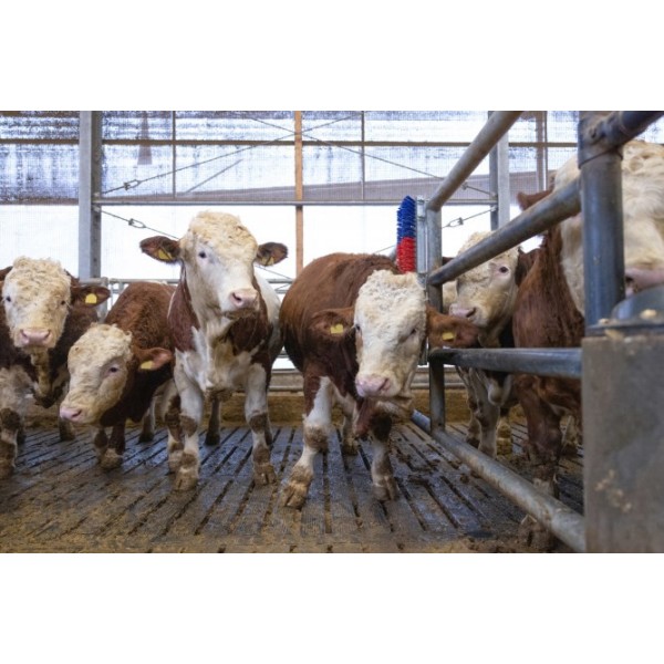 Krtača HAPPYCOW Bully