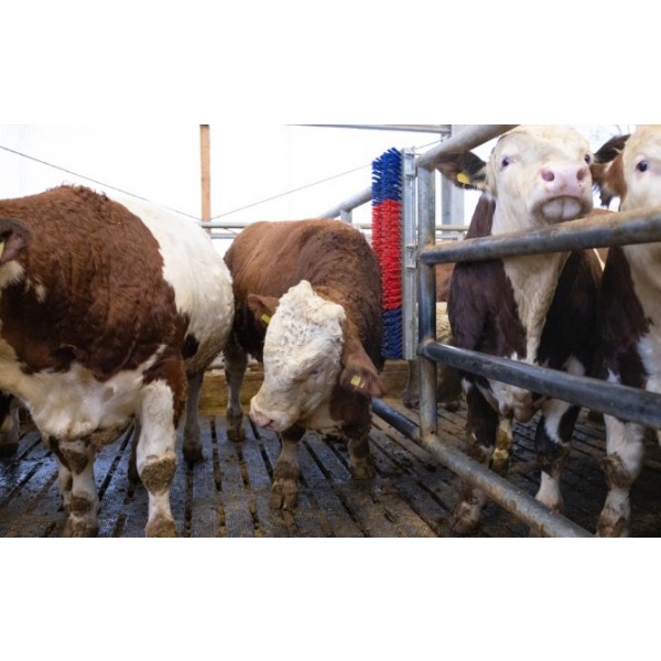 Krtača HAPPYCOW Bully