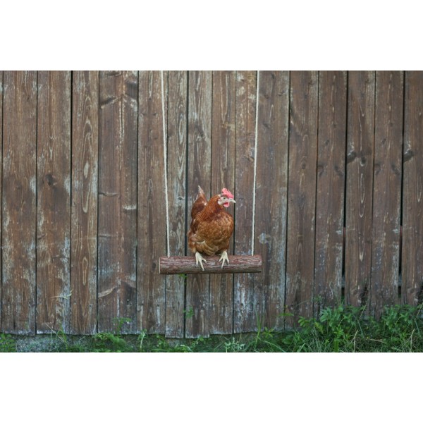 Gugalnica za kokoši