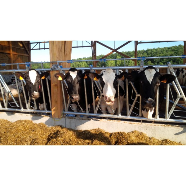 Samozaporna varnostna krmna pregrada LIBERTY 