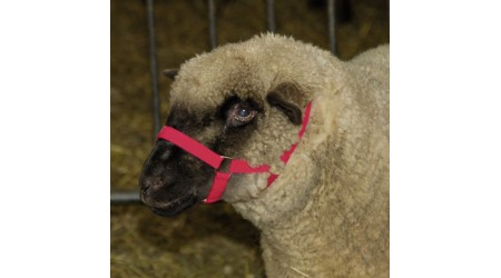 Krotenje-in-privezovanje