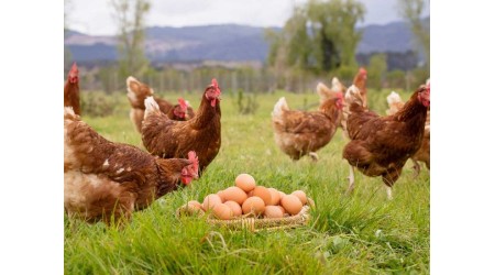 OPREMA-ZA-REJO-PERUTNINE-