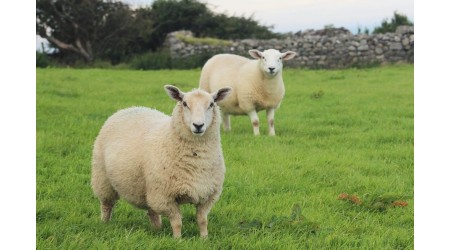 Strizni-aparati-in-rezila-za-drobnico