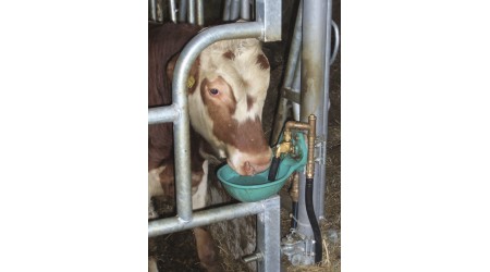 Napajalniki-za-govedo-