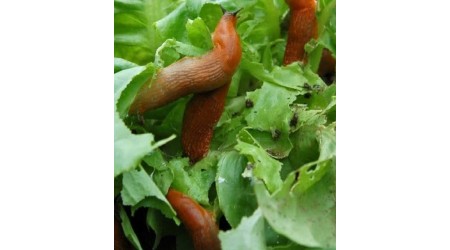 Zascita-proti-rdecim-polzem