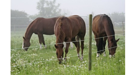 Premium-Horse-Zica-in-Dodatki-
