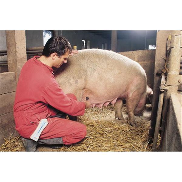 HK diagnostični aparat brejosti za svinje s sondo na kablu