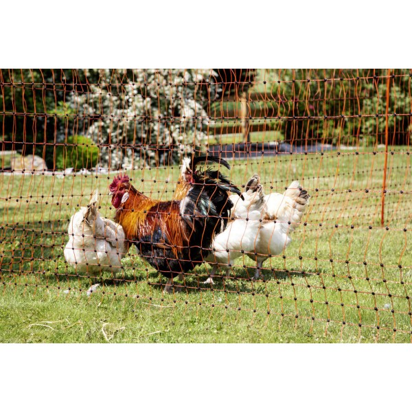 PoultryNet orange, elektrifizierbar, 50 m, 112 cm, Einzelspitze