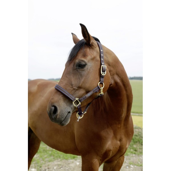 Oglavnica za sistem GoLeyGo 2.0 - velikost 00 FOAL / Mini-Shetland