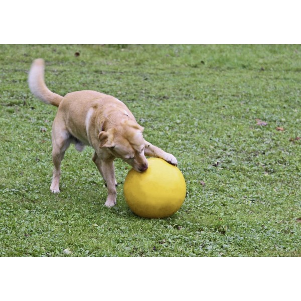Žoga za psa