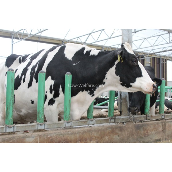 Cow-Welfare oprema 